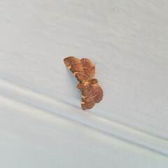 Hypsopygia