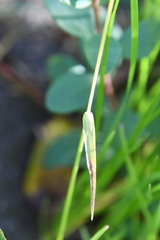 Poa pratensis