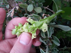 Pterygodium volucris