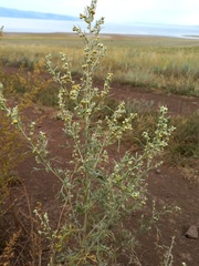 Artemisia jacutica