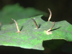 Vasates aceriscrumena