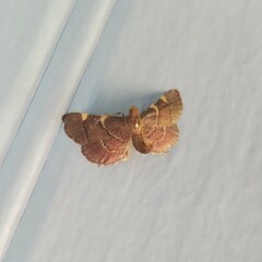Hypsopygia