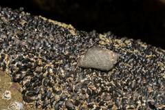 Mytilidae