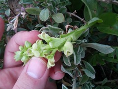 Pterygodium volucris