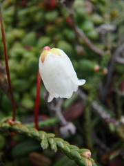 Cassiope lycopodioides