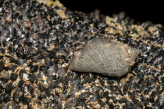 Stramonita biserialis