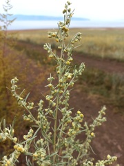 Artemisia jacutica