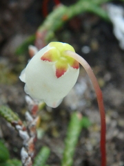 Cassiope lycopodioides