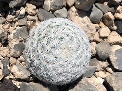 Mammillaria lasiacantha