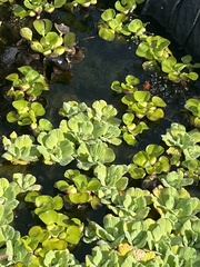 Pistia