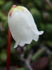 Cassiope lycopodioides