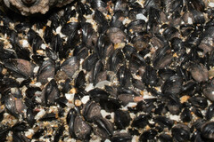 Mytilidae