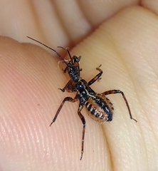 Rhynocoris