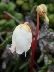 Cassiope lycopodioides