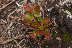 Vaccinium cespitosum