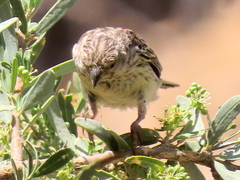 Crithagra atrogularis