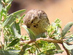 Crithagra atrogularis