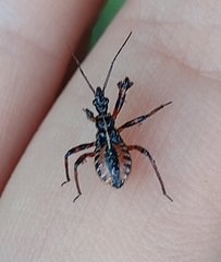 Rhynocoris