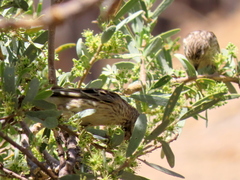 Crithagra atrogularis