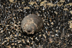 Stramonita biserialis