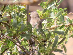 Crithagra atrogularis