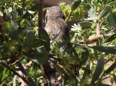 Crithagra atrogularis