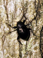 Meracantha contracta