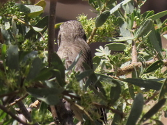 Crithagra atrogularis