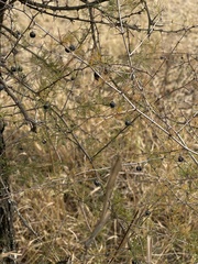 Asparagus suaveolens