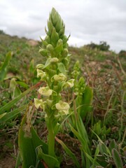 Pterygodium volucris