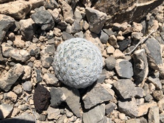 Mammillaria lasiacantha