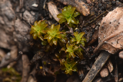 Syntrichia