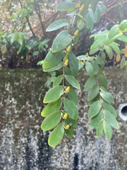 Hypericum geminiflorum