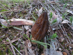 Morchella australiana