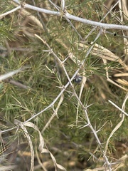 Asparagus suaveolens