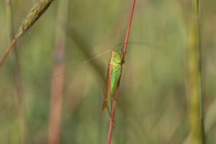 Conocephalus conocephalus