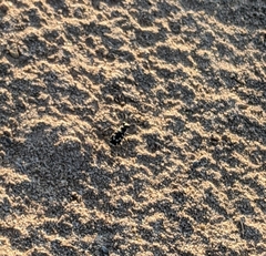 Cicindela hirticollis