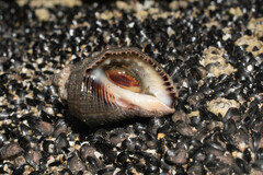 Stramonita biserialis