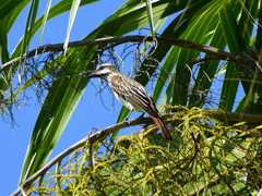 Myiodynastes luteiventris