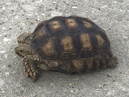 African Spurred Tortoise