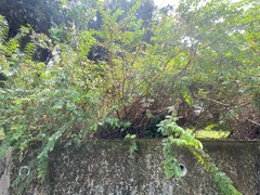 Hypericum geminiflorum