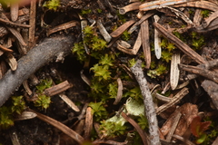 Syntrichia