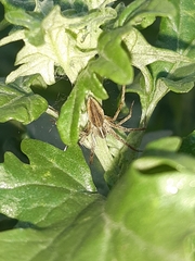 Pisaura