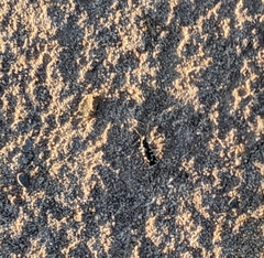 Cicindela hirticollis
