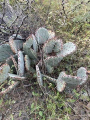 Opuntia macrocentra