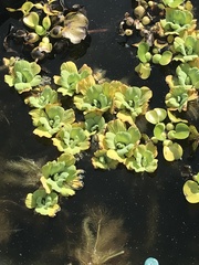 Pistia