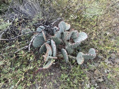 Opuntia macrocentra