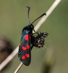 Zygaena