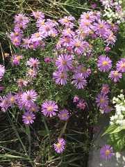 Symphyotrichum oblongifolium