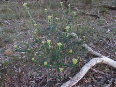 Ozothamnus obcordatus